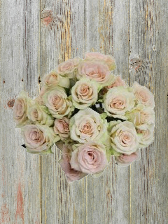 PEACHES N CREAM  CREAM SPRAY ROSE